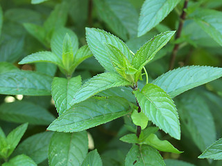 Image showing Peppermint