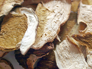 Image showing Mushrooms picture