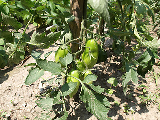 Image showing Tomato plants