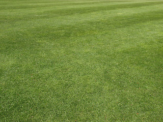 Image showing Grass meadow