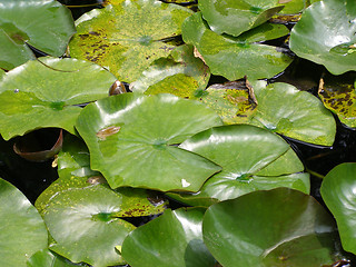 Image showing Water lily Nimphaea