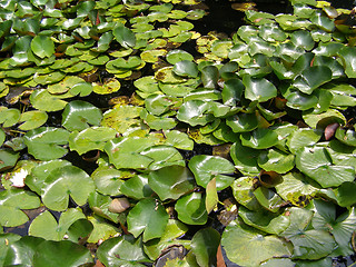 Image showing Water lily Nimphaea