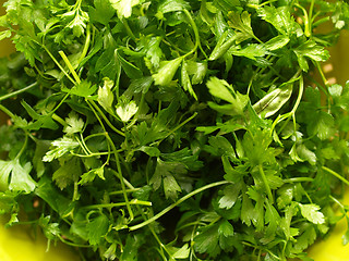 Image showing Parsley