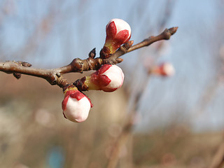 Image showing Peach tree flower