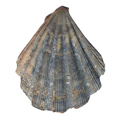 Image showing Shell picture