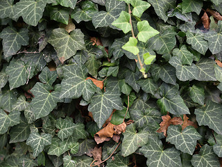 Image showing Ivy picture