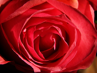 Image showing Red rose