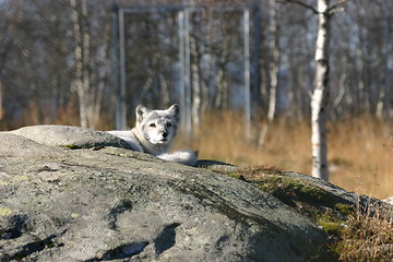 Image showing Arctic fox looking up from the stone