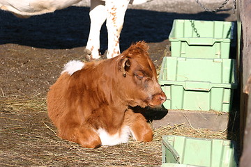 Image showing calf is relaxing