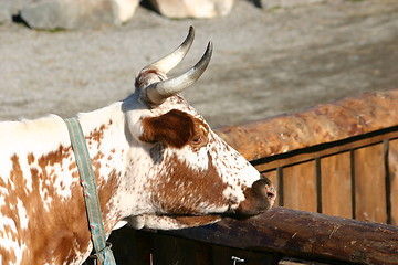 Image showing spotted cow's head with horns