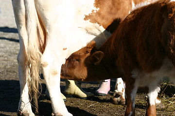 Image showing Calf drinking milk from cow udders