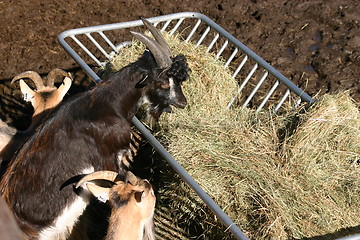 Image showing goats eats grass hay