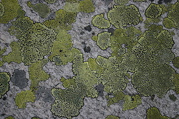 Image showing lichen on rock