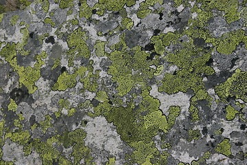 Image showing lichen on rock