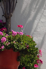 Image showing flowers in sunlight