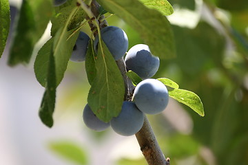 Image showing blue plums growing on plum tree