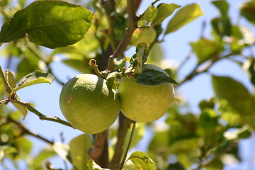 Image showing Lemons growing on lemon tree