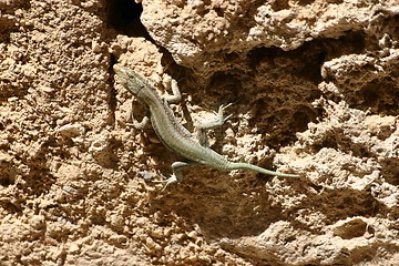 Image showing lizard climbs on rock