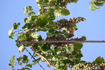 Image showing grapes growing on wine stock