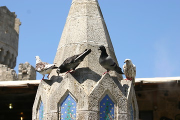 Image showing doves pigeons