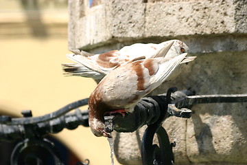 Image showing doves drinking from fountain