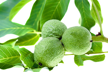 Image showing Green walnut