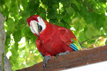 Image showing scarlet  macaw Parrot Bird Ara macao