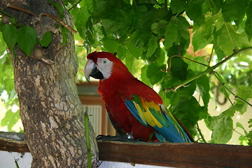 Image showing scarlet  macaw Parrot Bird Ara macao