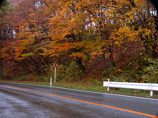 Image showing Autumn road