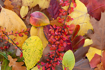 Image showing Autumn Leafs