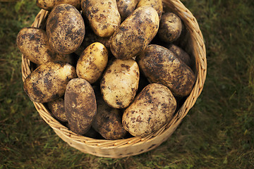 Image showing Potatoes