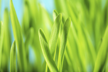 Image showing Barley Seedlings