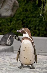 Image showing Brown Magellanic Penguin