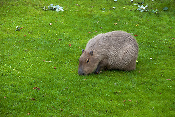 Image showing Capybara