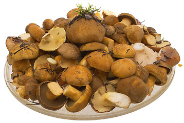 Image showing The mushrooms in the dish.