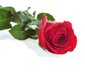 Image showing red rose 