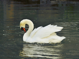 Image showing swan