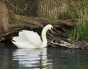 Image showing swan 