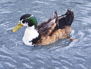 Image showing Beautiful colorful duck 