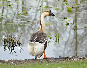Image showing wild goose