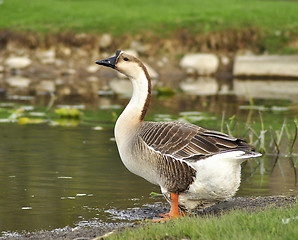 Image showing wild goose 
