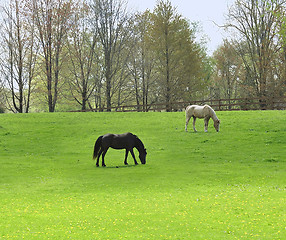 Image showing horses