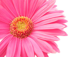 Image showing pink daisy 