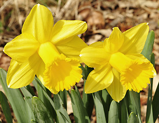 Image showing daffodil flowers 