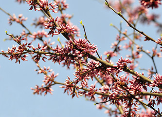 Image showing Eastern red bud tree 