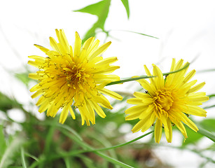 Image showing  dandelions