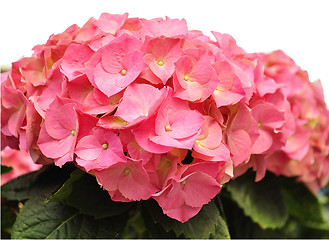 Image showing hortensia 