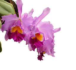 Image showing  cattleya flowers 