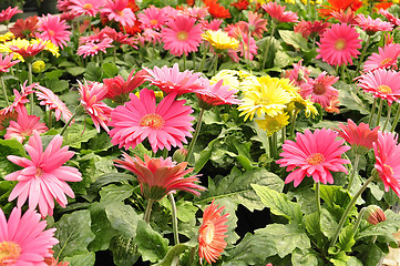 Image showing gerbera daisy