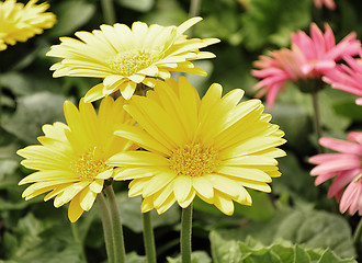 Image showing gerbera daisy